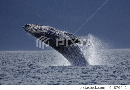Humpback whale bleach 64876441