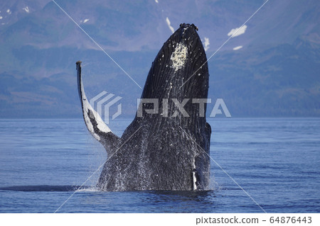 駝背鯨漂白劑 64876443