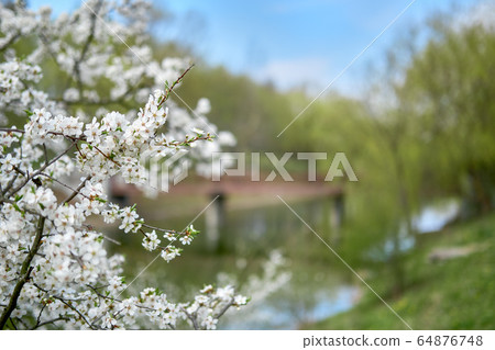 Blooming tree with white flowers on branches waiving on wind 64876748