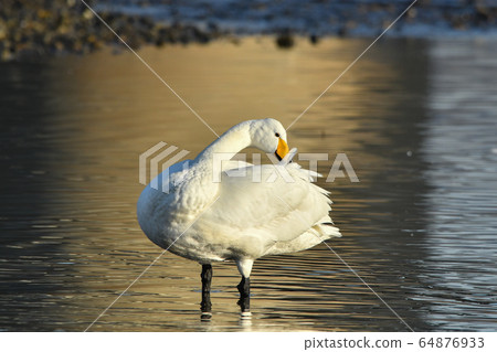 Swan 64876933