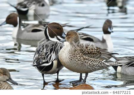Pintail Pintail 64877221