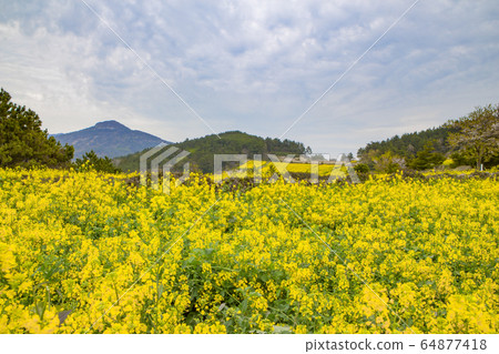 Spring in Cheongsando Island Village Spring in Cheongsando Island Village 64877418