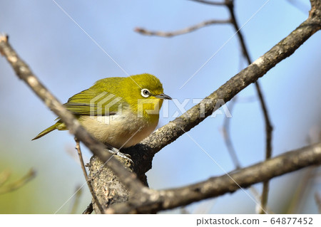 White-eye White-eye 64877452