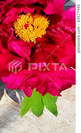 Flower Flower 64877498