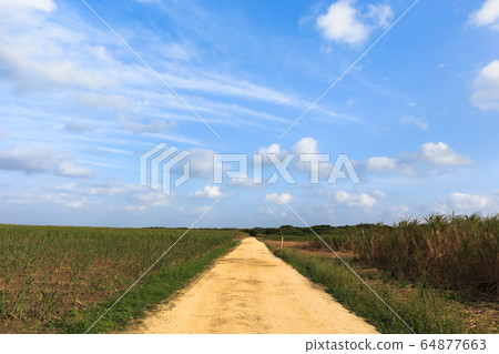 The road in Hateruma Island, sugar cane field, the southernmost tip of Japan The road in Hateruma Island, sugar cane field, the southernmost tip of Japan 64877663
