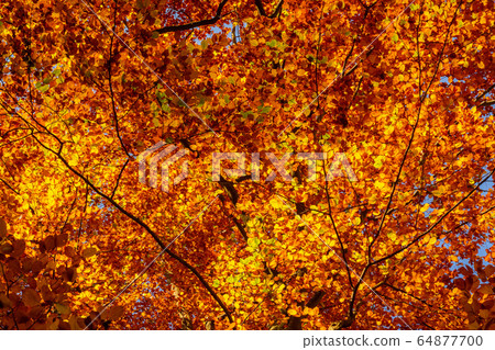 Autumn foliage golden leaves as texture or Autumn foliage golden leaves as texture or 64877700