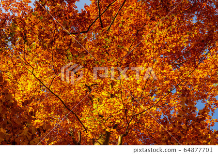 Autumn foliage golden leaves as texture or Autumn foliage golden leaves as texture or 64877701