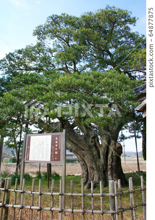 A wooden mallet at Chofukuji Temple (Isumi City, Chiba Prefecture) 64877875