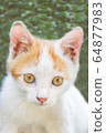 graphic background, portrait of a cat in the form 64877983