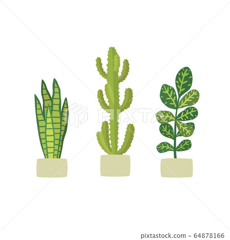 Potted plants in pots. Cactus euphorbia, Codiaeum variegatum, Sansevieria. 64878166
