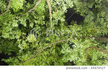 Cinnamomum camphora tree Cinnamomum camphora tree 64878527