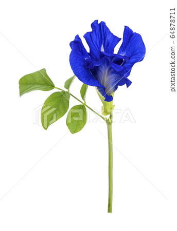 Anchan flowers on white background. Anchan flowers on white background. 64878711