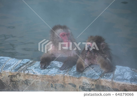 日本獼猴泡溫泉 64879066