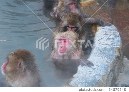 日本獼猴泡溫泉 日本獼猴泡溫泉 64879248