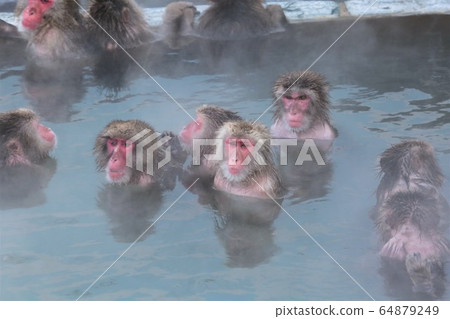 Japanese monkeys in hot springs Japanese monkeys in hot springs 64879249