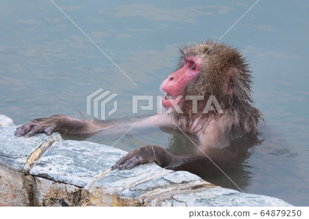日本獼猴泡溫泉 日本獼猴泡溫泉 64879250