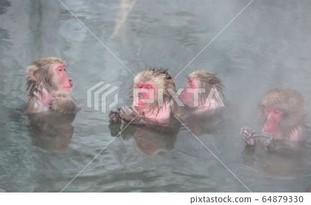 Japanese monkeys in hot springs 64879330