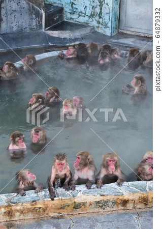 日本獼猴泡溫泉 日本獼猴泡溫泉 64879332