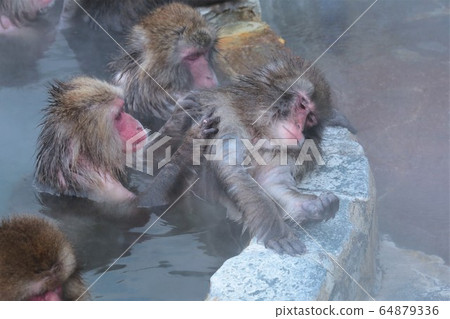 日本獼猴泡溫泉 日本獼猴泡溫泉 64879336