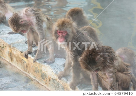 日本獼猴泡溫泉 64879410