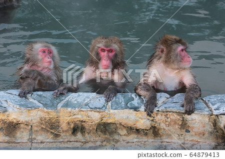日本獼猴泡溫泉 64879413