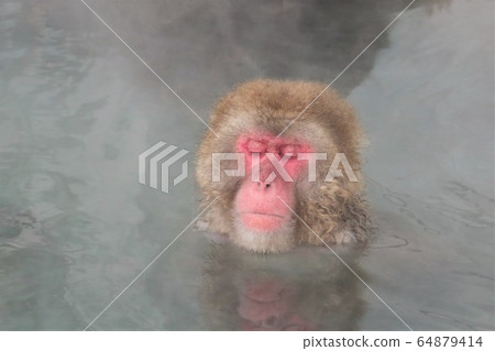 日本獼猴泡溫泉 64879414