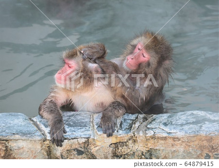 日本獼猴泡溫泉 64879415