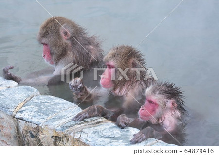 日本獼猴泡溫泉 64879416