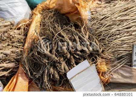 Bellflowers sold at traditional Korean markets Bellflowers sold at traditional Korean markets 64880101