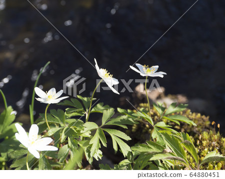 close up beautiful white wood anemone flower, Anemone nemorosa, selective focus on defocused shore of forest brook. Spring floral background close up beautiful white wood anemone flower, Anemone nemorosa, selective focus on defocused shore of forest brook. Spring floral background 64880451