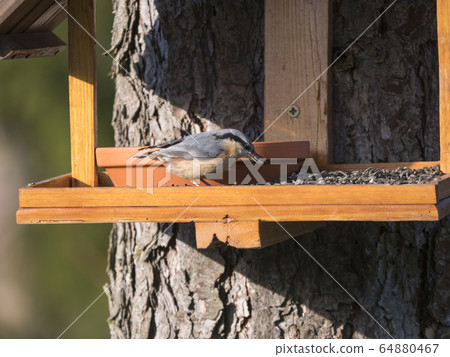 Close up wood Nuthatch or Eurasian nuthatch, Sitta europaea perched on the bird feeder table with sunflower seed in beak. Bird feeding concept 64880467