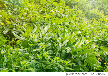 Grass with large green leaves of false hellebore, corn lilies or Veratrum Grass with large green leaves of false hellebore, corn lilies or Veratrum 64880507
