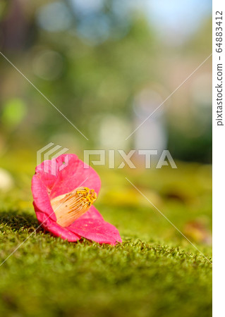 Scattered camellia 64883412