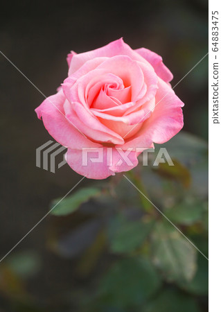 Pink rose (Cherish) Pink rose (Cherish) 64883475