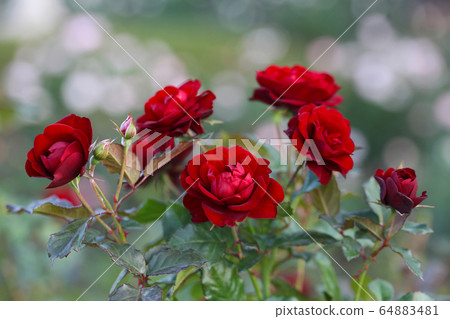 Red rose with a beautiful background (Lavaglut) 64883481