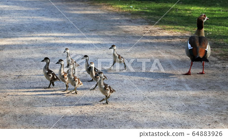 Spring - chicks learn to cross the road 64883926