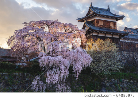 Nara Yamatokoriyama Castle and weeping cherry blossoms 64883973