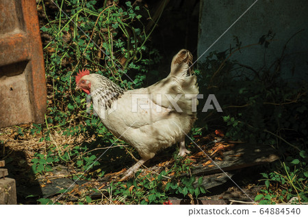 Chicken looking for food in a farm Chicken looking for food in a farm 64884540