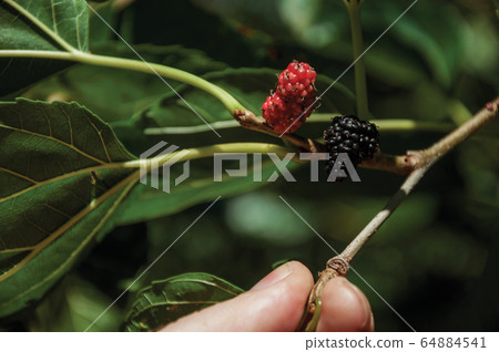 Blackberries held by fingers in a farm Blackberries held by fingers in a farm 64884541