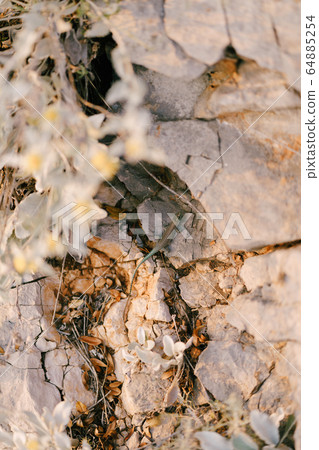 A small green lizard crawls among the rocks. Natural mimicry, almost completely merges with the background. 64885254