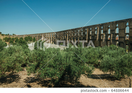 Olive trees in front of aqueduct with arches in Elvas 64886644