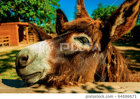 Donkey in a farm corral 64886671