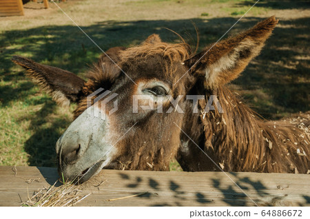 Donkey in a farm corral Donkey in a farm corral 64886672