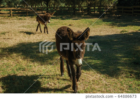 Couple of nice donkeys trotting on a corral Couple of nice donkeys trotting on a corral 64886673