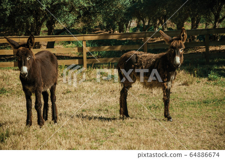 Couple of nice donkeys trotting on a corral Couple of nice donkeys trotting on a corral 64886674