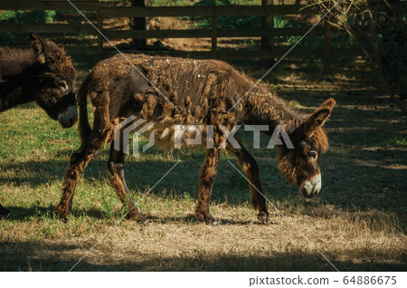 Couple of nice donkeys trotting on a corral Couple of nice donkeys trotting on a corral 64886675