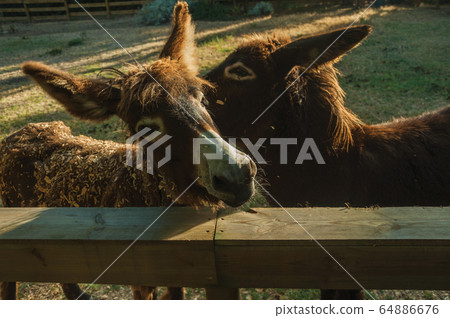 Two donkeys on a farm corral Two donkeys on a farm corral 64886676