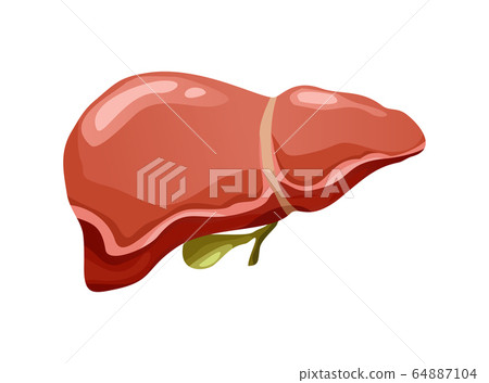 Realistic human liver organ vector front view illustration isolated on white background. Healthcare medicine concept. Anatomy, of internal organ 64887104