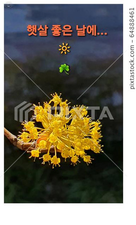 矢車菊鮮花 矢車菊鮮花 64888461
