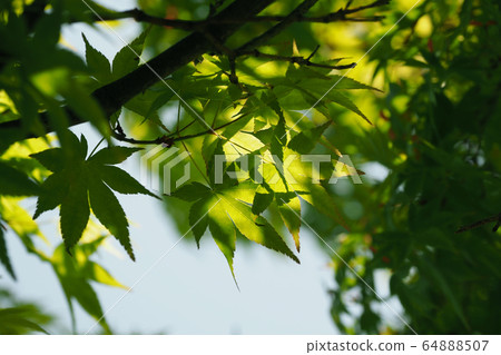 Kaede (fresh green image) 64888507